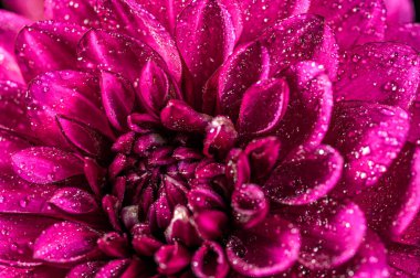 Dahlia çiçekli makro su damlası atışı, sığ alan derinliği. Renkli kasımpatı çiçekli makro shot. Yaz ve bahar çok renkli çiçek arkaplanı