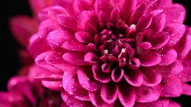 Dahlia çiçekli makro su damlası atışı, sığ alan derinliği. Renkli kasımpatı dalia çiçekli makro shot. Yaz ve bahar çok renkli çiçek arkaplanı