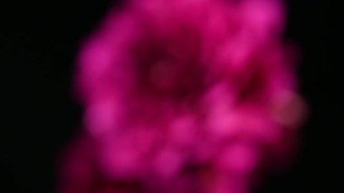 Dahlia çiçekli makro su damlası atışı, sığ alan derinliği. Renkli kasımpatı çiçekli makro shot. Yaz ve bahar çok renkli çiçek arkaplanı