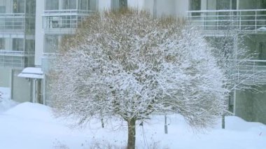 Doğanın arka planında, kış boyunca dallanmış ağaçlarla birlikte 4K videosunda güzel bir kar yağışı. Soğuk hava. 4K kopyalama uzayı.