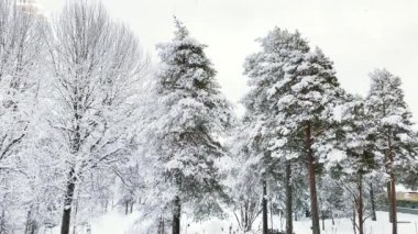 Doğanın arka planında, kış boyunca dallanmış ağaçlarla birlikte 4K videosunda güzel bir kar yağışı. Soğuk hava. 4K kopyalama uzayı.