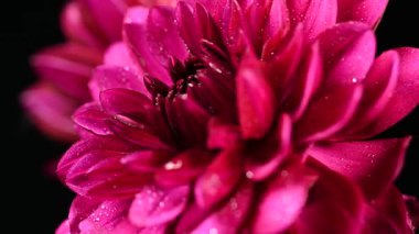 Dahlia çiçekli makro su damlası atışı, sığ alan derinliği. Renkli kasımpatı çiçekli makro shot. Yaz ve bahar çok renkli çiçek arkaplanı