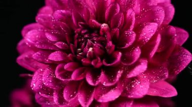 Dahlia çiçekli makro su damlası atışı, sığ alan derinliği. Renkli kasımpatı çiçekli makro shot. Yaz ve bahar çok renkli çiçek arkaplanı