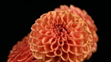 Dahlia çiçekli makro su damlası atışı, sığ alan derinliği. Renkli kasımpatı çiçekli makro shot. Yaz ve bahar çok renkli çiçek arkaplanı