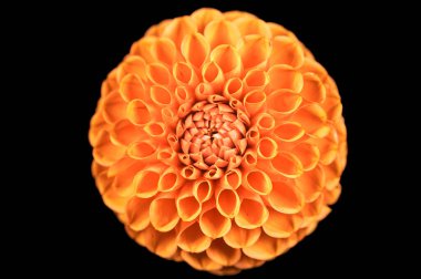 Gerçek bahçede Dahlia çiçeği, sığ tarla derinliği. Renkli kasımpatı çiçekli makro shot. Yaz ve bahar çok renkli çiçek arkaplanı