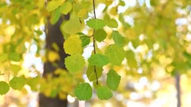 Parkta rengarenk bir sonbahar yaprakları var. Ormandaki güzel sonbahar doğası. Canlı renk Akçaağaç Yaprakları Sonbaharda Ağaçlardan düşüyor.