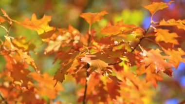 Parkta rengarenk bir sonbahar yaprakları var. Ormandaki güzel sonbahar doğası. Canlı renk Akçaağaç Yaprakları Sonbaharda Ağaçlardan düşüyor.