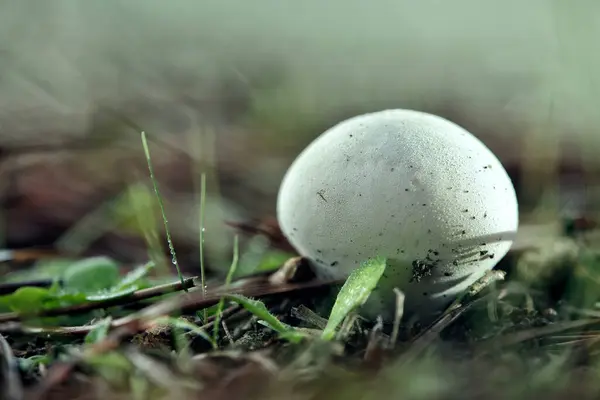 stock image small mushroom with a hat whose shape resembles a white egg