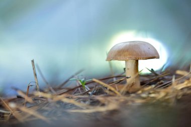 Kuru çam yaprakları üzerinde kahverengi kapaklı ve geniş ayaklı suillus granulatus.