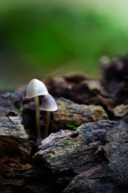 Daha çok kayalık bir zemine benzeyen eski ve nemli bir sandıktaki micenalar.