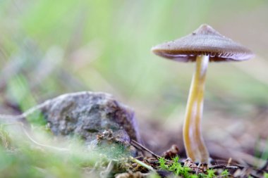 Fare mantarı, arka planı çözülmüş bir taşın yanında. Şapka grimsi kahverengi uçlu..