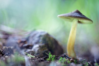 Fare mantarı, arka planı çözülmüş bir taşın yanında. Şapka bir sihirbazınkine benziyor.