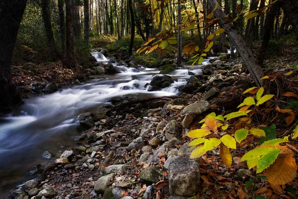 Interior Forest Which River Runs Water Goes Edges Trees Losing — Stock Photo, Image