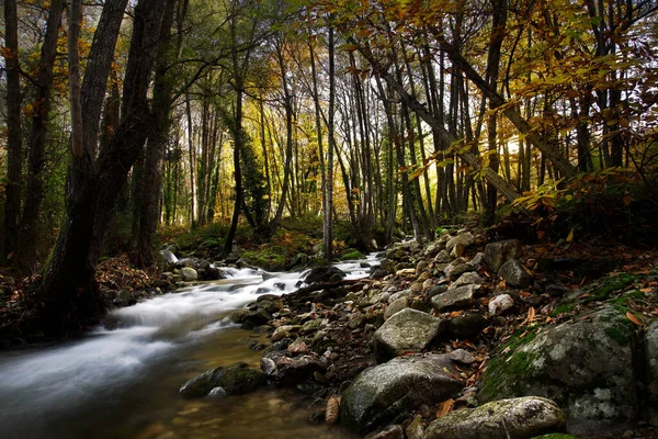 Interior Forest Which River Runs Water Goes Edges Trees Losing — Stock Photo, Image