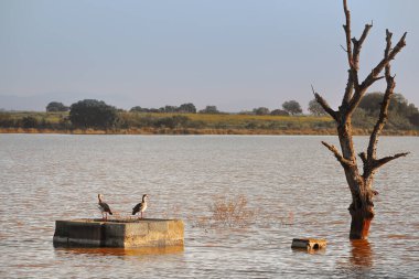 A couple of birds perched standing on a concrete base in a reservoir and next to it you can see a dry tree, in the background you can see a typical Extremaduran landscape