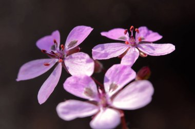 Pink wild flowers that begin to appear with the arrival of spring