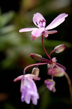 Pink wild flowers that begin to appear with the arrival of spring
