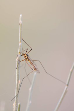 A winged insect perched to spend the night among some branches