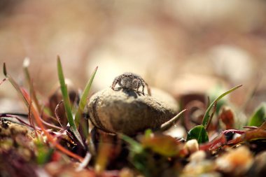 Arthropod resting and watching to find its food