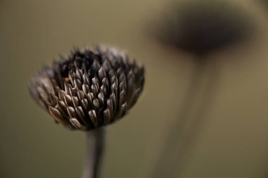 dry stem of what remains of a flower