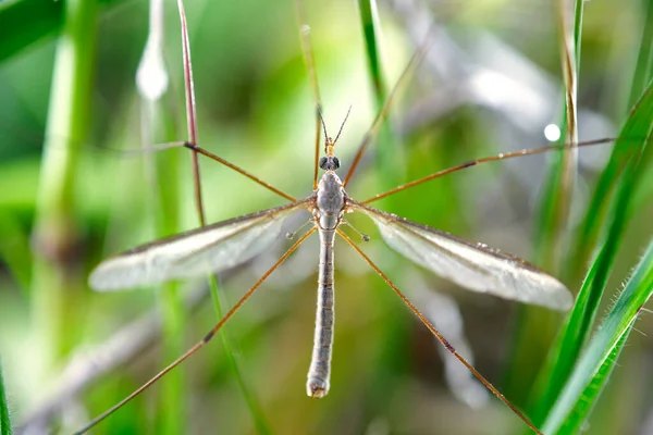 Species Crane Fly Perched Grasses — Stock Photo, Image
