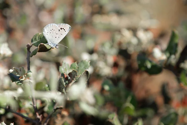 Парділла Або Синя Луска Вид Метеликів Родини Lycaenidae Зустрічається Західній — стокове фото