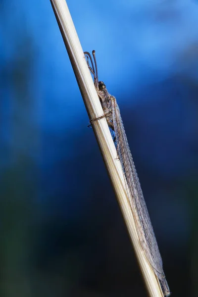 Conosciute Come Formiche Leonesse Sono Superficialmente Simili Alle Libellule Distinguono — Foto Stock