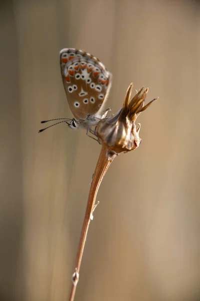 Una Mariposa Familia Lycaenidae Vive Sur Europa Norte África — Foto de Stock