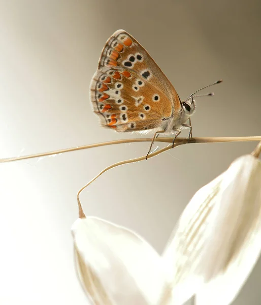 Est Papillon Famille Des Lycaenidae Vit Europe Sud Afrique Nord — Photo