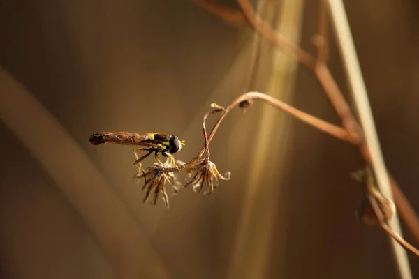 stock image is a genus of syrphid flies.2 The larvae feed on aphids, as do other members of the subfamily Syrphinae.