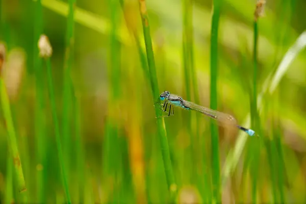 Blue Damselfly Dragonfly Thin Elongated Abdomen Males Species Show Curious — Stock Photo, Image