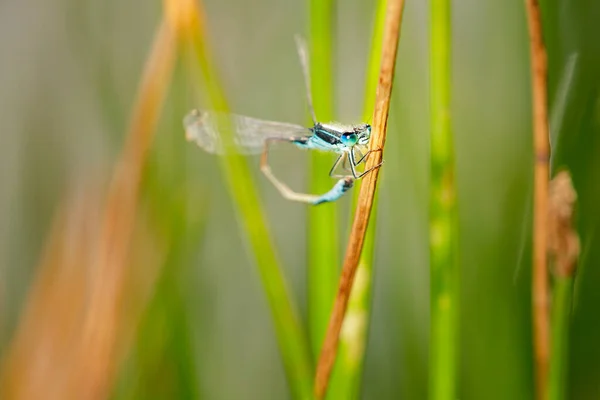 Blue Damselfly Dragonfly Thin Elongated Abdomen Males Species Show Curious — Stock Photo, Image