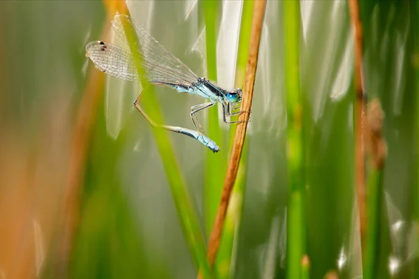 Голубая Бабочка Стрекоза Тонким Удлиненным Животом Самцы Этого Вида Показывают — стоковое фото