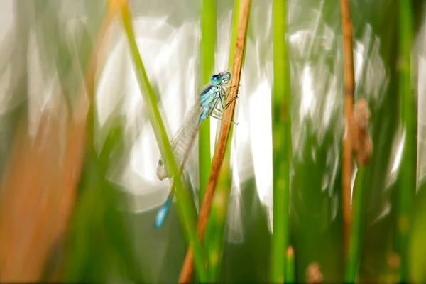Голубая Бабочка Стрекоза Тонким Удлиненным Животом Самцы Этого Вида Показывают — стоковое фото