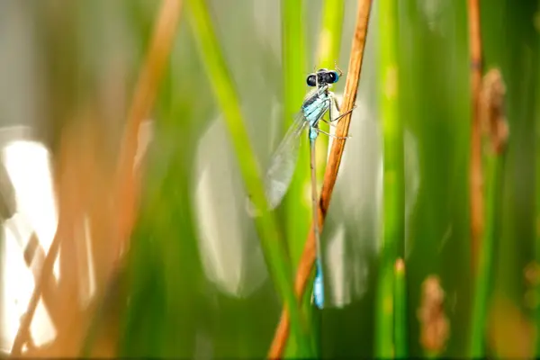 Libellula Blu Una Libellula Dall Addome Sottile Allungato Maschi Questa — Foto Stock