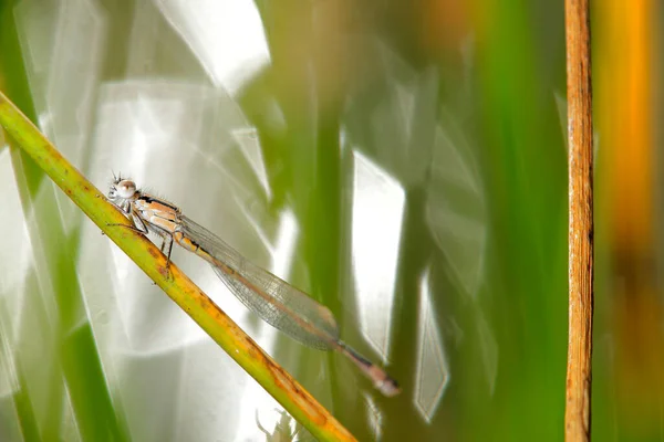 Skiljer Sig Från Andra Odonata Genom Att Deras Vingar Vila — Stockfoto