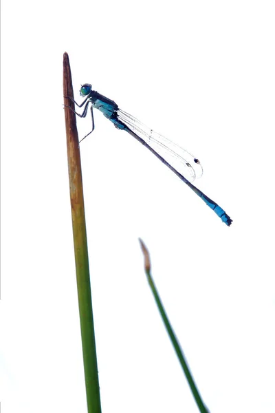 General Body Plan Damselfly Similar Dragonfly Compound Eyes Large Set — Stock Photo, Image