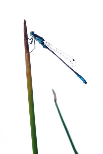 Γενικό Σχέδιο Σώματος Μιας Damselfly Είναι Παρόμοιο Αυτό Μιας Λιβελούλας — Φωτογραφία Αρχείου