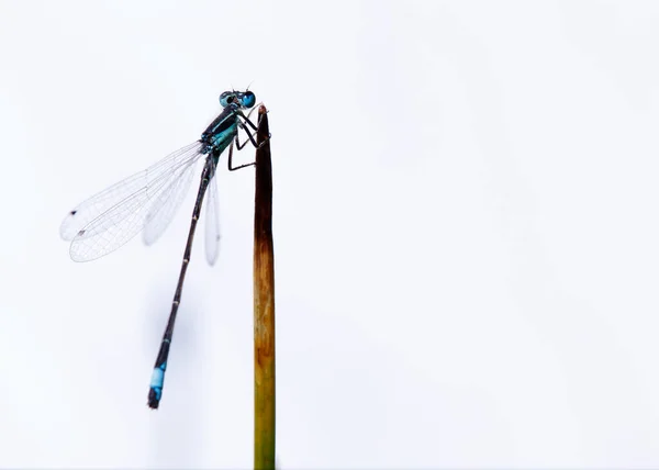 Plan Corporal General Una Mosca Damisela Similar Una Libélula Los — Foto de Stock