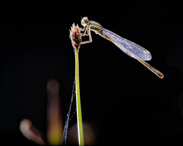 蜻蜓的一般体形与蜻蜓相似 复眼很大 但相距较于蜻蜓 距离更远 体积小 — 图库照片