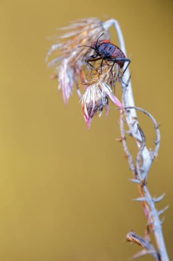 Bu küçük böceği kuruyan bir çiçeğin üzerine tünedim.