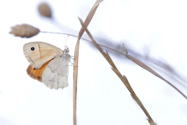 乾いた植物の茎にオオカミの蝶 この蝶は通常良い花粉媒介者です — ストック写真