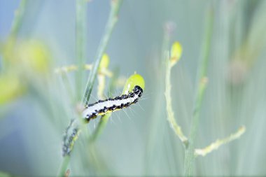 Genista süpürge güvesi, Crambidae familyasından bir güve türü.