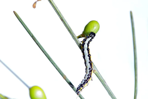 벌레는 크롬비 속하는 나방이다 — 스톡 사진