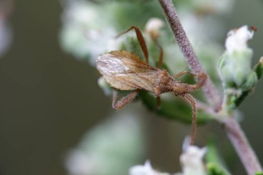 Balkabağı böceği, Coreidae familyasından bir böcektir, sadece 9 mm uzunluğunda ve kahverengi renklidir..