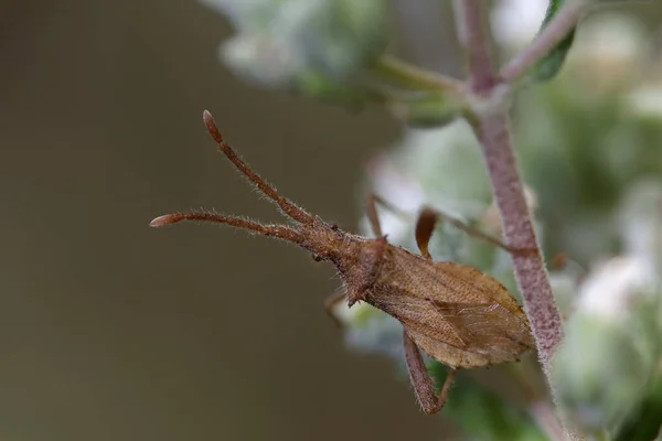 Pumpkin Bug 속하는 벌레로 몸길이는 9Mm 갈색이다 — 스톡 사진
