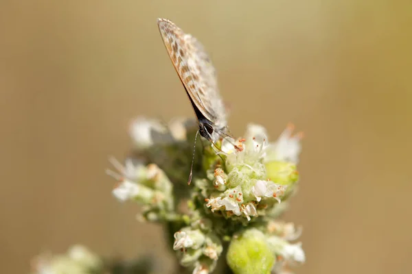 Gestreifter Grauer Schmetterling Auf Einer Blume Der Seinen Nektar Schlürft — Stockfoto
