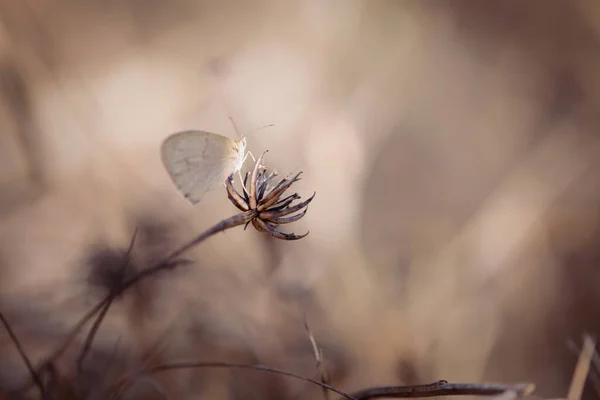 少し光が影を通して忍び込み 乾燥した植物に休んでいるこの小さな蝶に達します — ストック写真