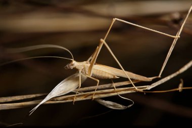 Öğleden sonra, bu açık renkli cırcır böceği gece görünmemek için otların arasında saklanır..