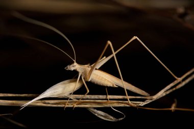 Öğleden sonra, bu açık renkli cırcır böceği gece görünmemek için otların arasında saklanır..